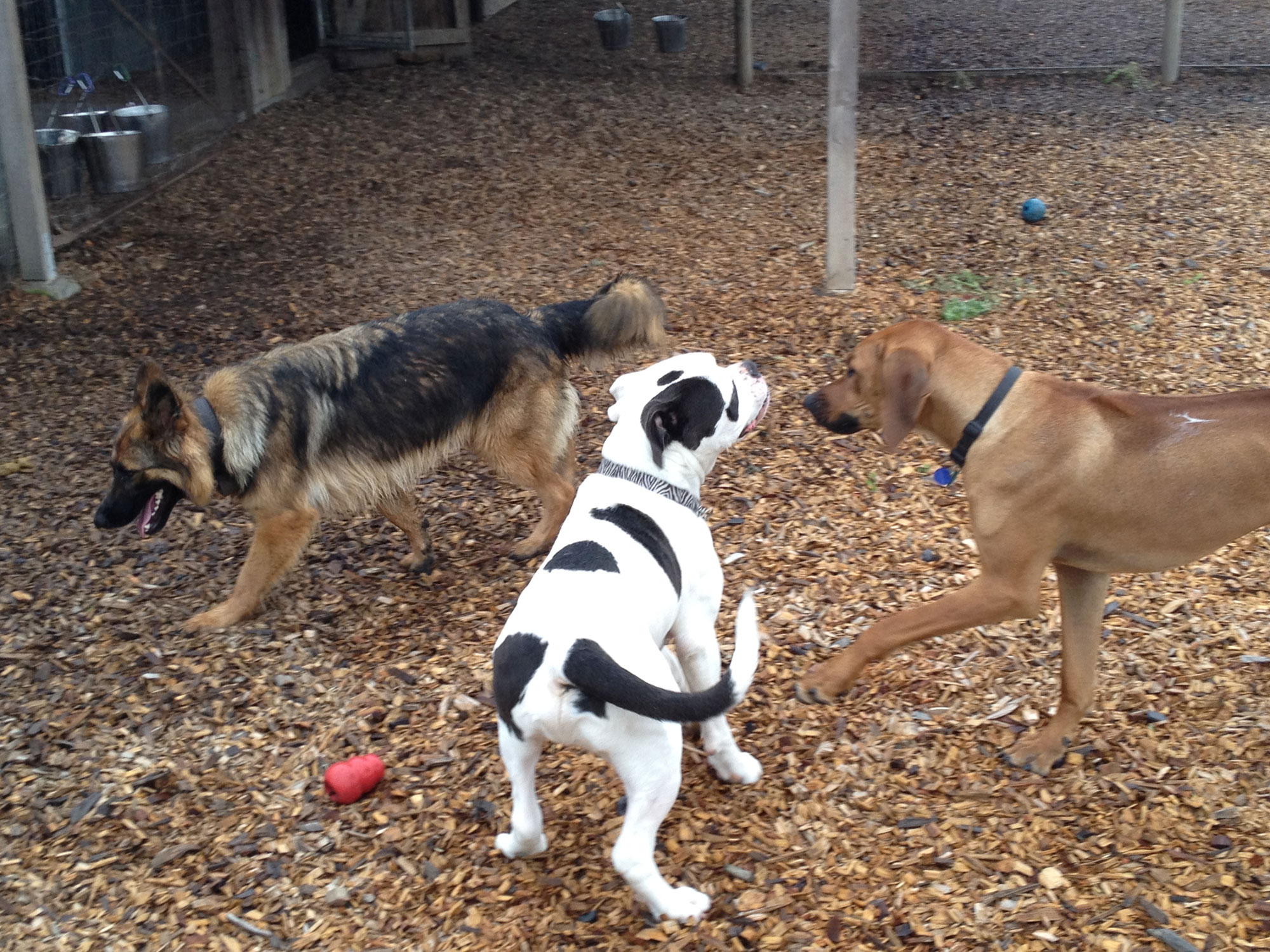 doggy boot camp play time